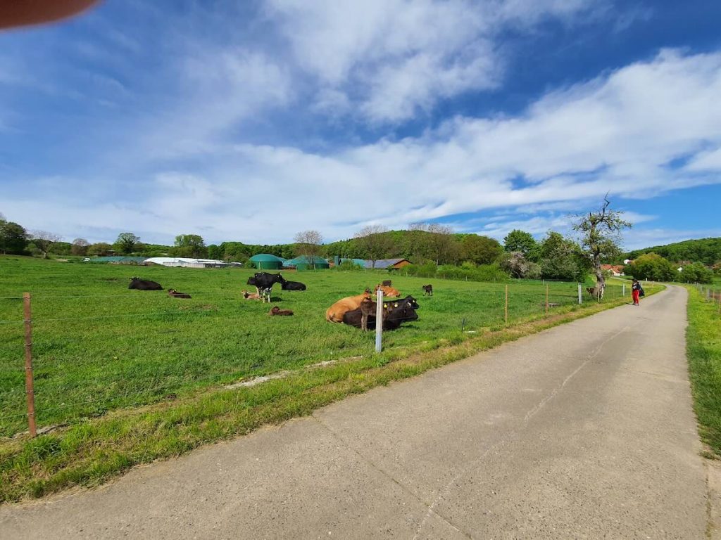 Typisch fränkische Idylle: Kühe auf der Weide bei einer Wanderung.