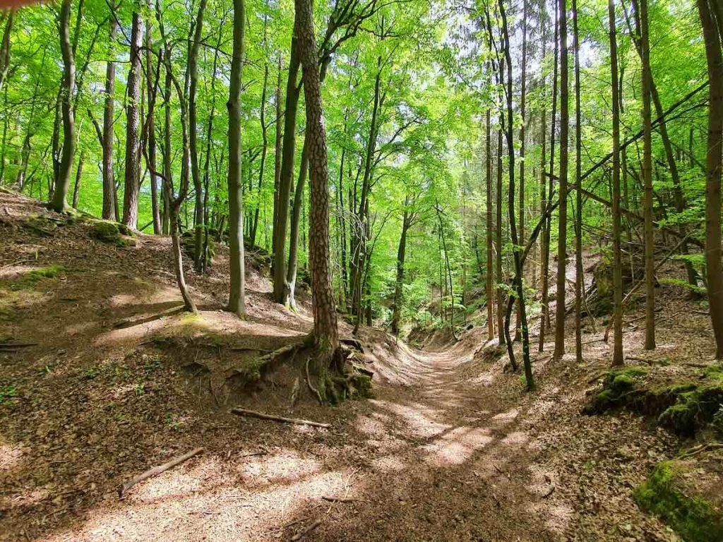 Lichtdurchfluteter Waldweg in Franken – der perfekte Ort zum Abschalten.