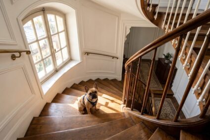 Vermieter Ratgeber Hundehaltung Nürnberg Immobilienmakler Fürth Mietwohnung Haustiere Mietvertrag Einzelfallentscheidung Hausverwaltung Metropolregion Franken