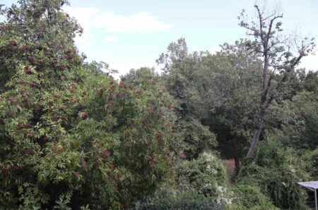 Unverbauter Ausblick vom Balkon ins Grüne auf den Rosenaupark Nürnberg