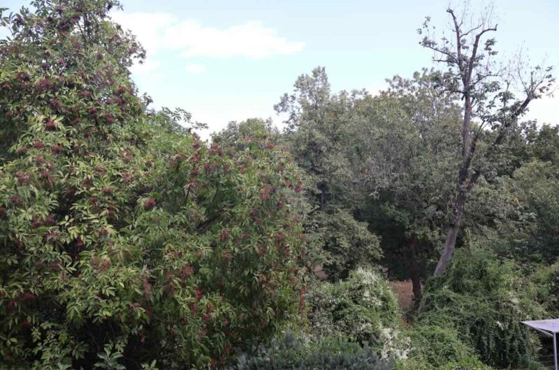 Unverbauter Ausblick vom Balkon ins Grüne auf den Rosenaupark Nürnberg
